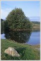 Ecromagny arbre île